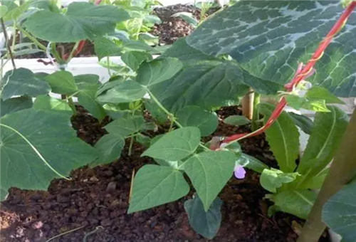 豆角缺氮 豆角缺氮