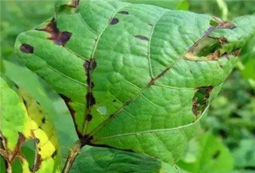 豆角缺鈣 豆角缺鈣