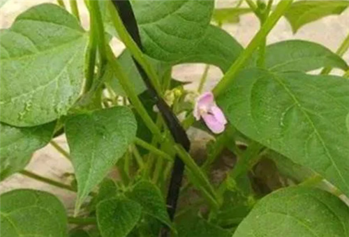 豆角缺硼 豆角缺硼