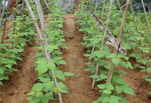 豆角常見缺素 豆角常見缺素