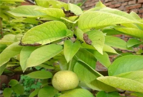 梨樹(shù)缺素補(bǔ)肥方式 梨樹(shù)缺素補(bǔ)肥方式