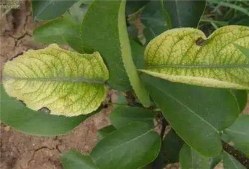 梨樹(shù)缺硼癥狀 梨樹(shù)缺硼癥狀