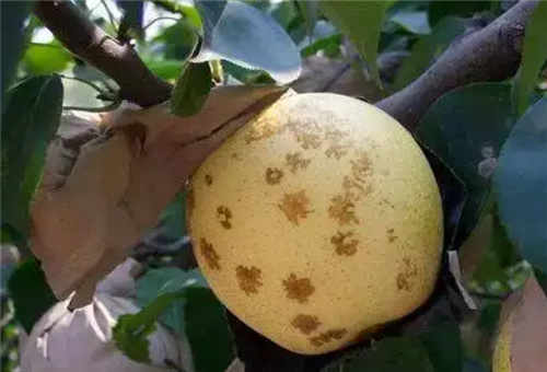 梨樹(shù)缺鈣癥狀 梨樹(shù)缺鈣癥狀
