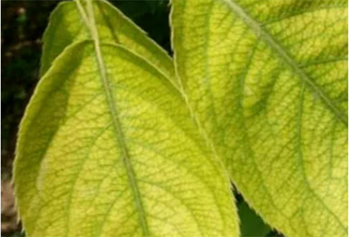 梨樹(shù)缺鉀癥狀 梨樹(shù)缺鉀癥狀