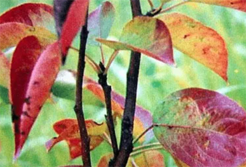 梨樹(shù)缺磷癥狀 梨樹(shù)缺磷癥狀