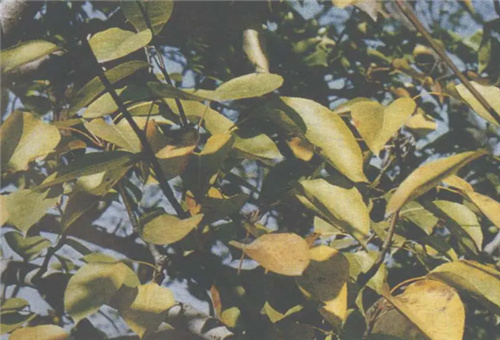 梨樹(shù)缺氮癥狀 梨樹(shù)缺氮癥狀