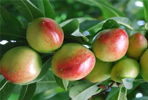 油桃缺鈣表現 油桃缺鈣表現