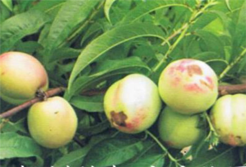 油桃缺鈣表現 油桃缺鈣表現