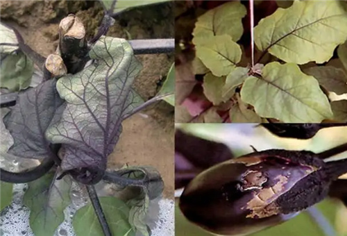 茄子缺硼表現 茄子缺硼表現