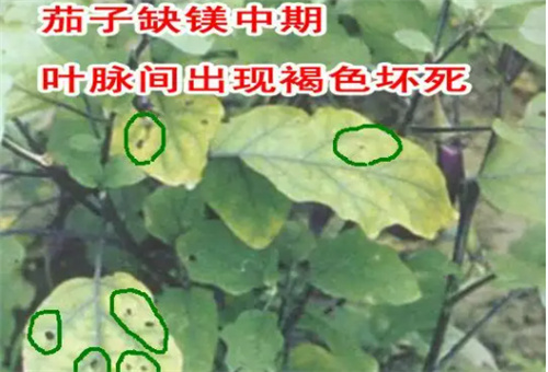 茄子缺鎂表現 茄子缺鎂表現