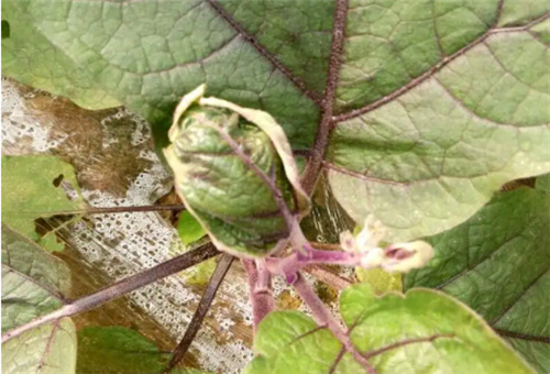 茄子缺鈣表現 茄子缺鈣表現