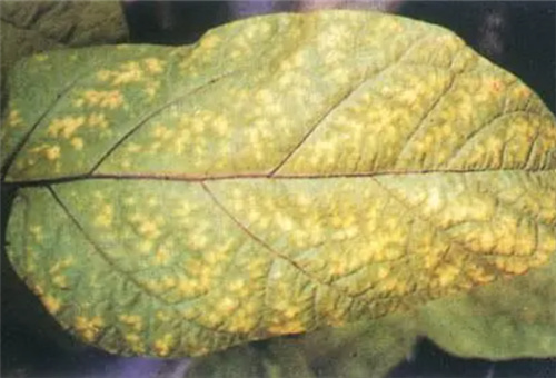 茄子缺鉀表現 茄子缺鉀表現