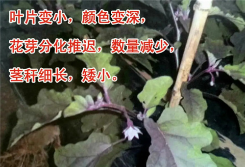 茄子缺磷表現 茄子缺磷表現