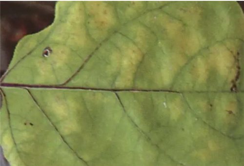 茄子缺氮表現 茄子缺氮表現