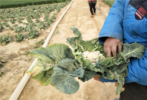花椰菜追肥補救 花椰菜追肥補救