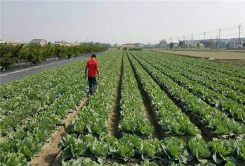花椰菜追肥補救 花椰菜追肥補救