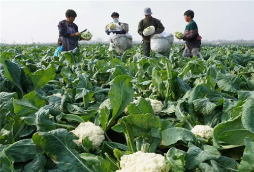 花椰菜缺素癥狀 花椰菜缺素癥狀