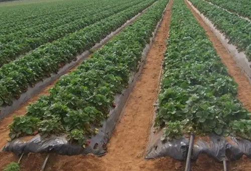 液體肥滴灌設(shè)施安裝效果圖 液體肥滴灌設(shè)施安裝效果圖