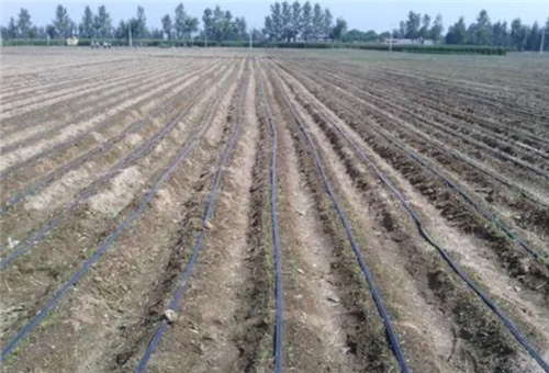 酶解魚蛋白用法 酶解魚蛋白用法