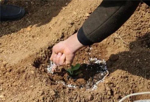 魚蝦蛋白肥使用前提 魚蝦蛋白肥使用前提