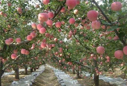 魚肽蛋白適用作物 魚肽蛋白適用作物