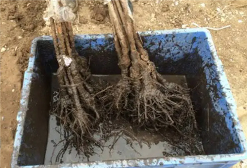 蝦肽氨基酸原漿應用 蝦肽氨基酸原漿應用