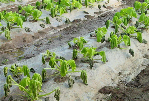 蝦肽氨基酸原漿應用2 蝦肽氨基酸原漿應用2