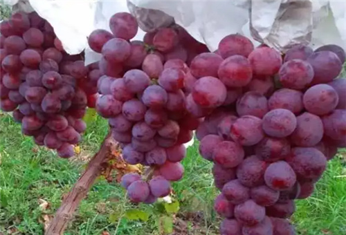 蝦肽氨基酸原漿應用4 蝦肽氨基酸原漿應用4