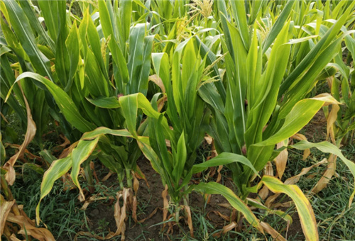 蝦肽氨基酸原漿應用5 蝦肽氨基酸原漿應用5