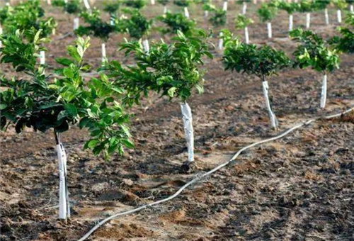 魚肽蛋白肥滴灌 魚肽蛋白肥滴灌