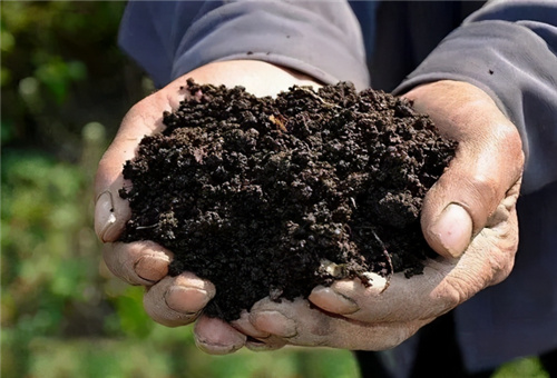 魚蛋白肥改善土壤 魚蛋白肥改善土壤