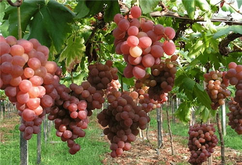 流體硼肥適用作物 流體硼肥適用作物