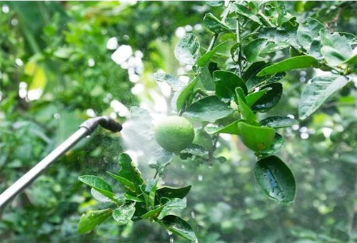 液體硼施用注意 液體硼施用注意