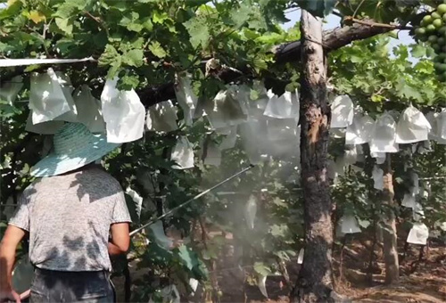 流體硼適用作物 流體硼適用作物