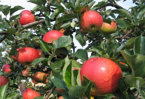 魚蛋白肥對植物作用 魚蛋白肥對植物作用